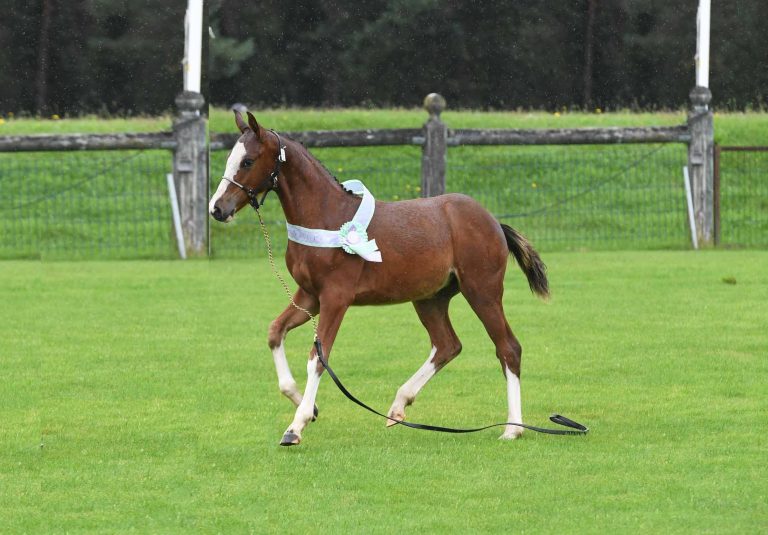 Une pouliche de Jogry championne de France