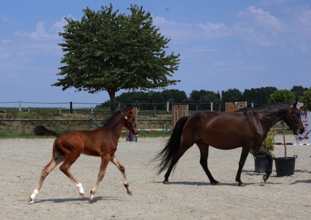 Poualins de Inception Uprisng