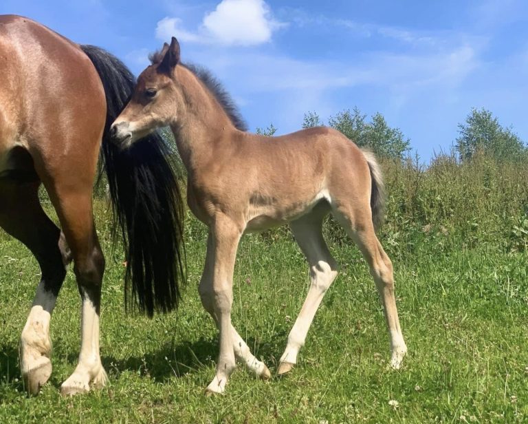 Ozalée dès Star Ryes