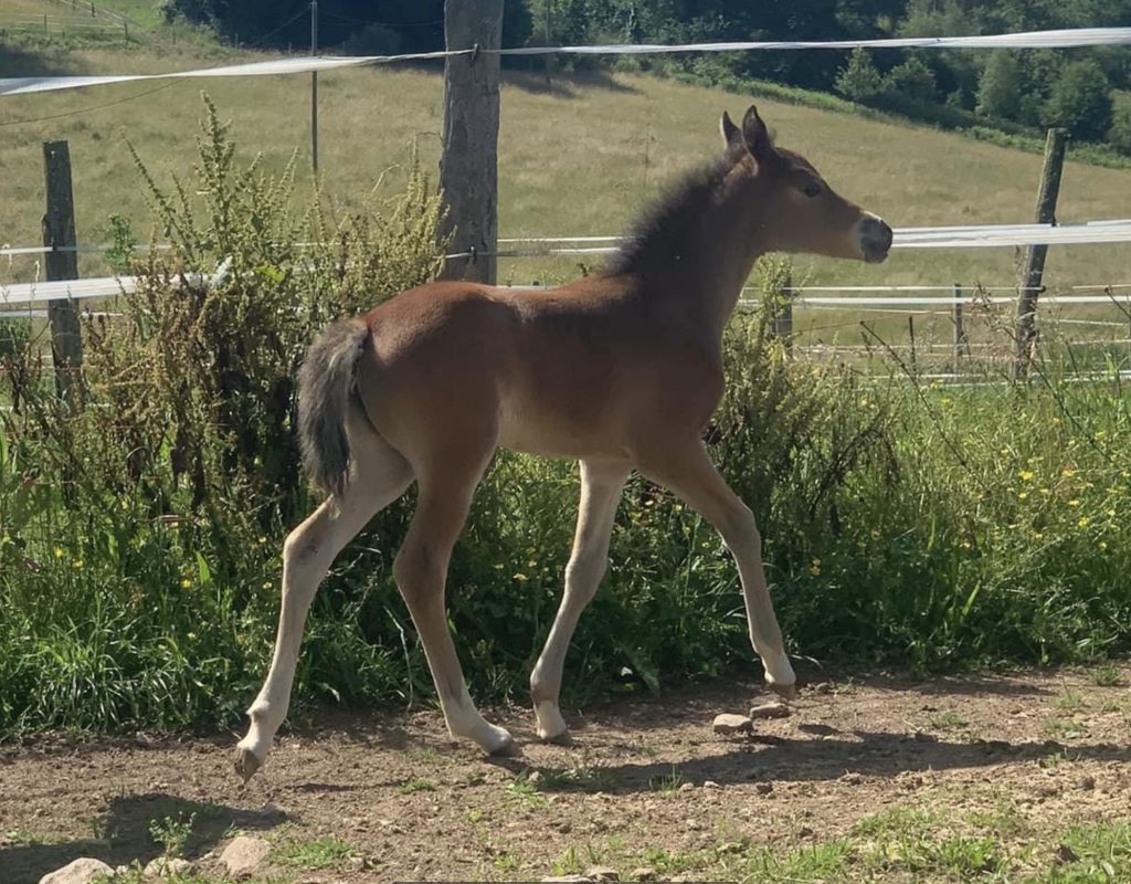 Ozalée dès Star Ryes