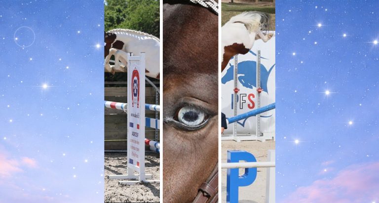 Règlement du jeu concours Passion Étalons