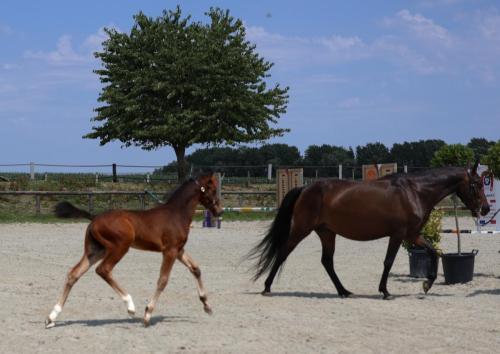 Noceur de Ryes
